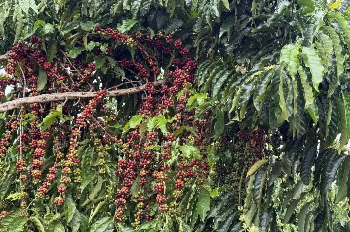 Concurso em Juína vai premiar os melhores cafés de Mato Grosso