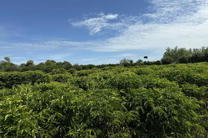 Expedição Rota do Café vai percorrer seis municípios e impulsionar produção em Mato Grosso