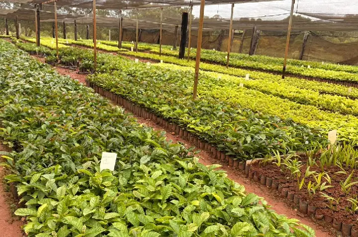 Juína fortalece cafeicultura com distribuição de mudas no distrito de Terra Roxa