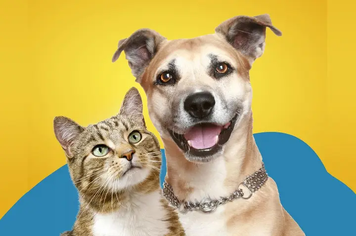 Juína realiza 2º Dia D de vacinação antirrábica para cães e gatos