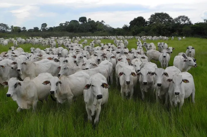 Mato Grosso completa 30 anos sem registro de febre aftosa e reforça vigilância sanitária