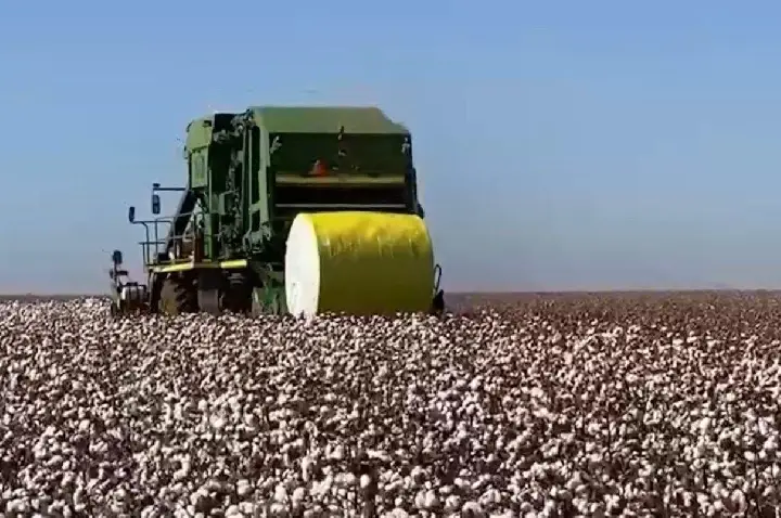 Produtividade do algodão deve ser recorde no Mato Grosso
