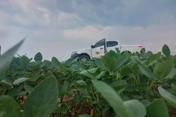 Vazio sanitário da soja já está em vigência em Mato Grosso