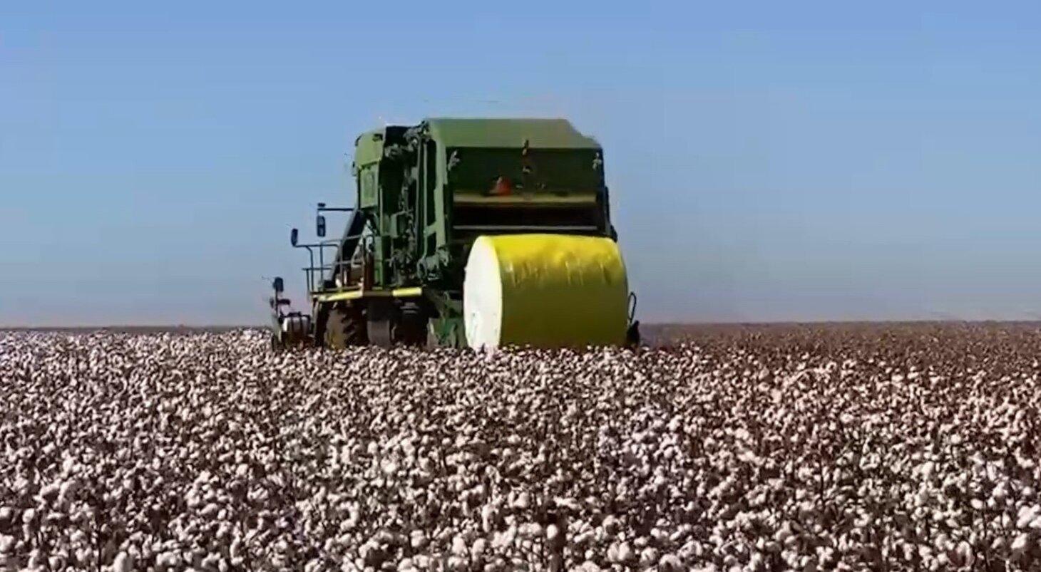 Produtividade do algodão deve ser recorde no Mato Grosso
