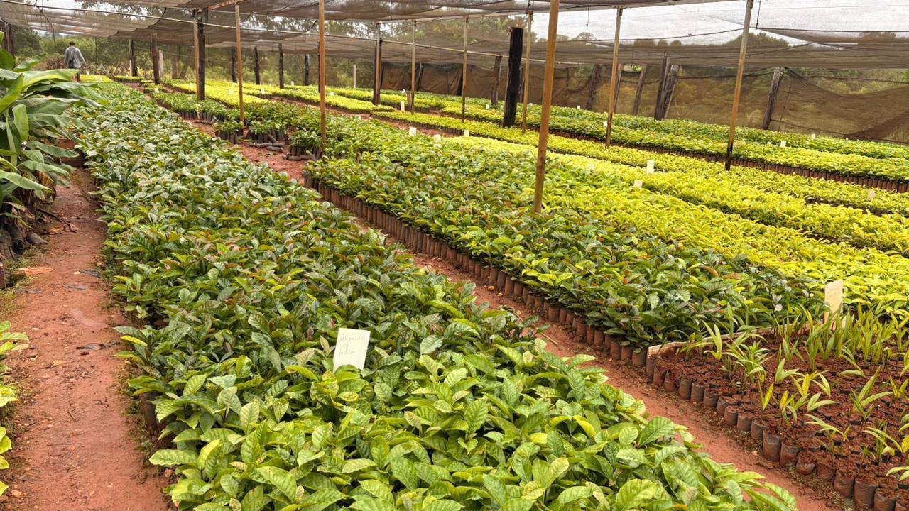 Juína fortalece cafeicultura com distribuição de mudas no distrito de Terra Roxa