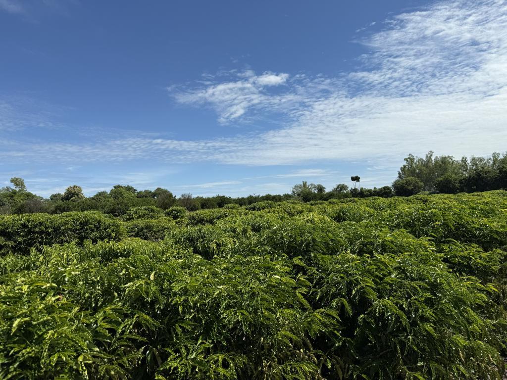 Expedição Rota do Café vai percorrer seis municípios e impulsionar produção em Mato Grosso