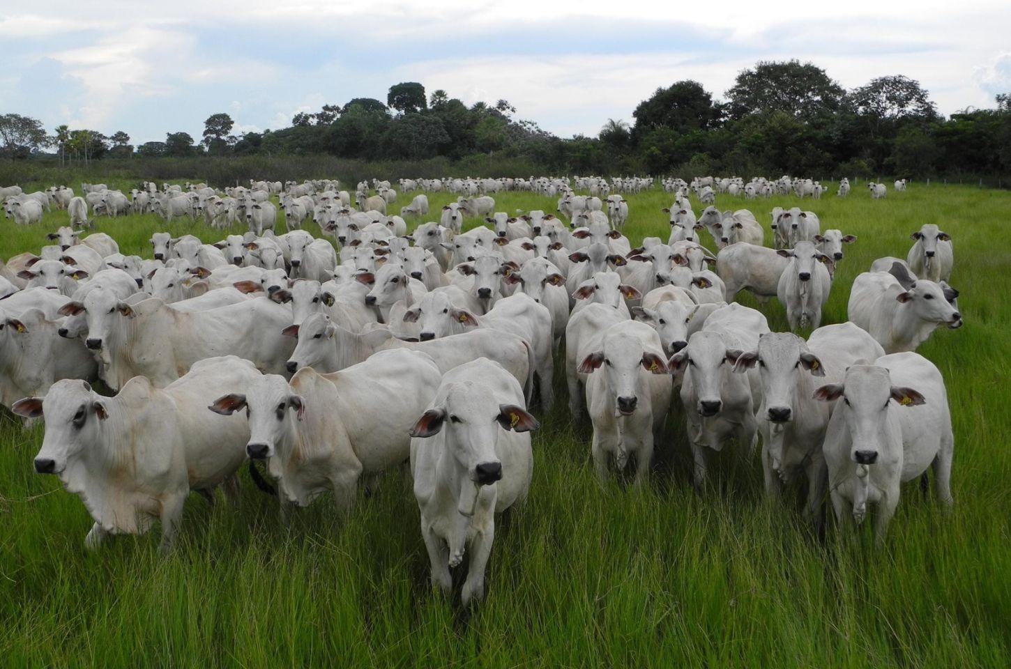 Mato Grosso completa 30 anos sem registro de febre aftosa e reforça vigilância sanitária