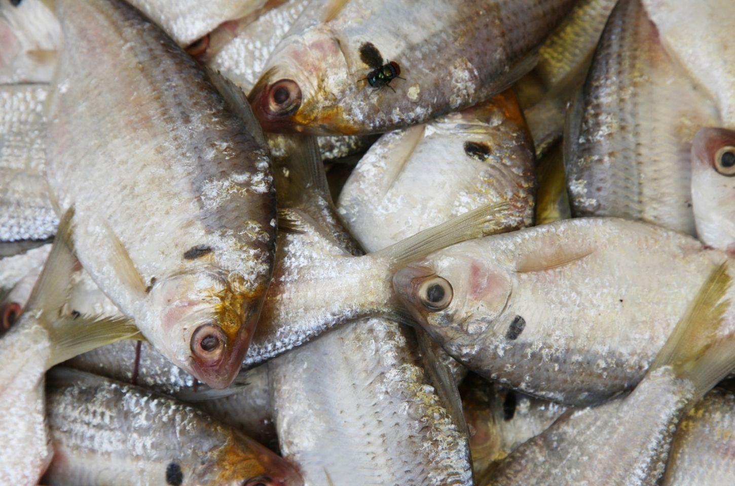 Pescadores e comerciantes têm até 5 de outubro para declarar estoque de pescado em Mato Grosso